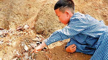 活学活用 大连8岁男孩凭草辨金矿