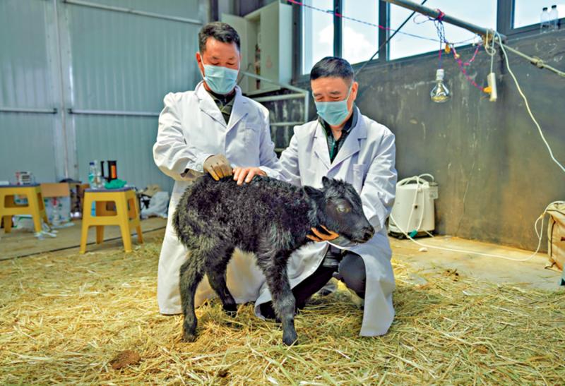 专家解读/打破“卡脖子” 筑牢畜禽种质资源安全