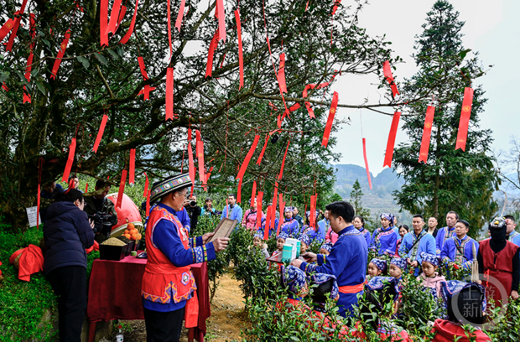 2026茶祖節暨湖南沅陵碣灘茶文化旅遊節啟幕