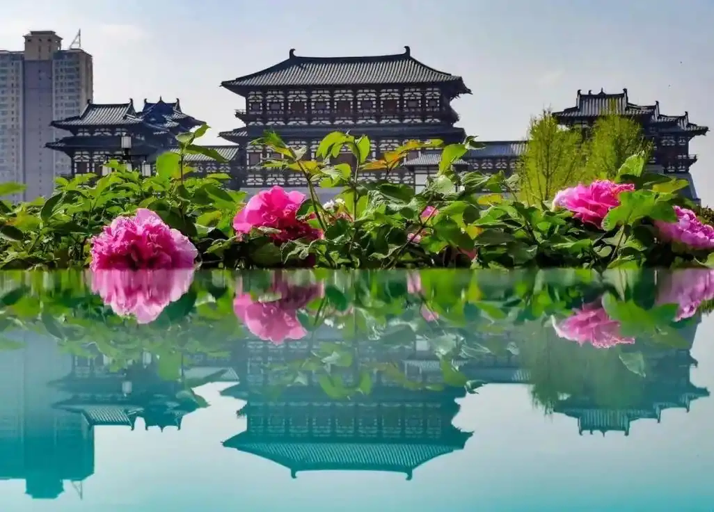 国色映洛 古都新韵 ——第43届中国洛阳牡丹文化节综述