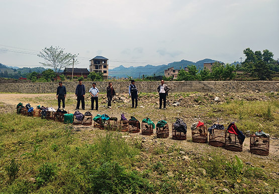 干部领航 群鸟归林 贵州台江绘就生态画卷
