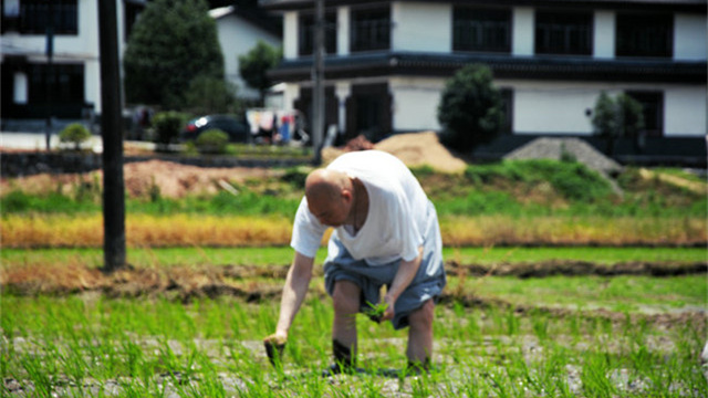 農禅並重，聖輝長老帶領僧俗二衆九溪古寺農忙插秧