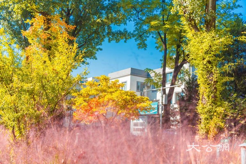 秋日限定!大学校园“氛围大片”上新……