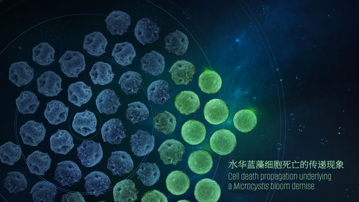 Science刊发！清华SIGS团队揭示藻华种群“快速消亡”之谜