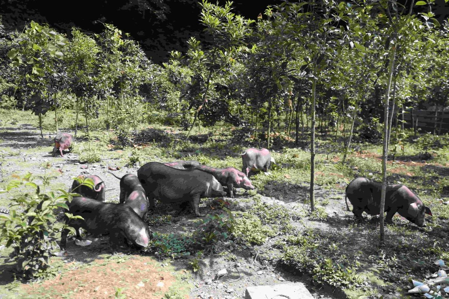 貴州臺江：巖江小香豬特色養殖激活鄉村